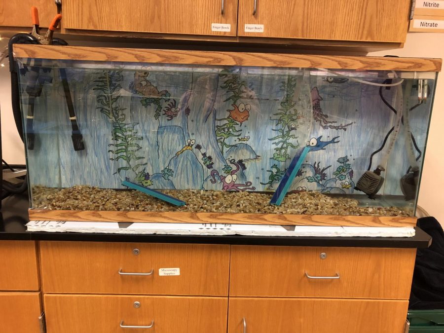 Trout tank in Mrs. Logans classroom
